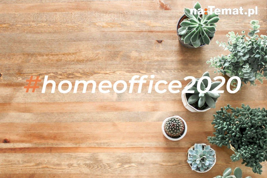 Te rośliny doniczkowe są łatwe w uprawie. Z nimi możesz mieć wymarzoną domową dżunglę