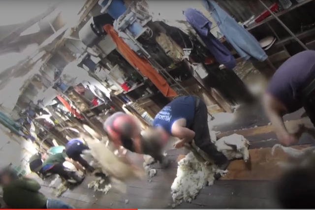 Niewyobrażalne cierpienia milionów zwierząt przeznaczonych na rynek odzieżowy, nie wzrusza samych producentów, a prawdę ukrywa się przed konsumentami.