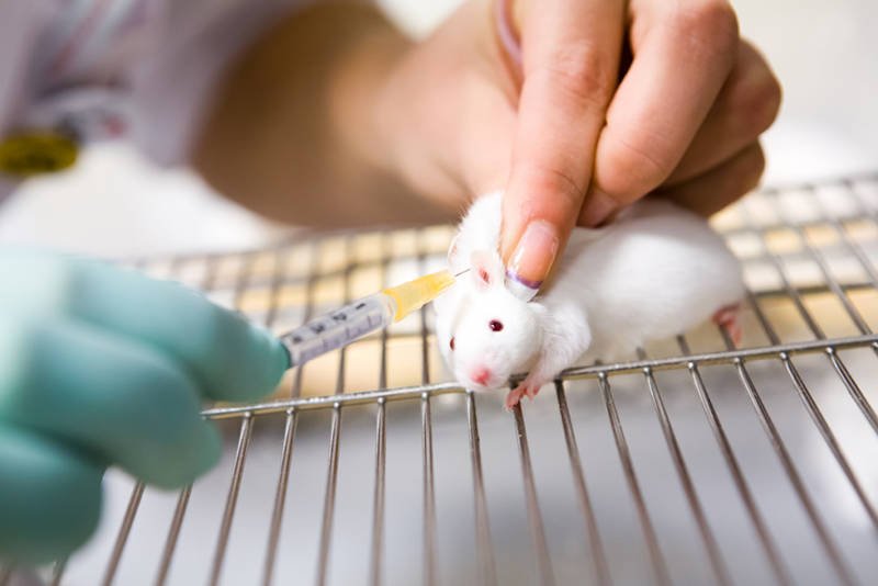 Amerykańscy naukowcy wszczepili [url=http://shutr.bz/1cdvnxd]myszy[/url] fałszywe wspomnienia.