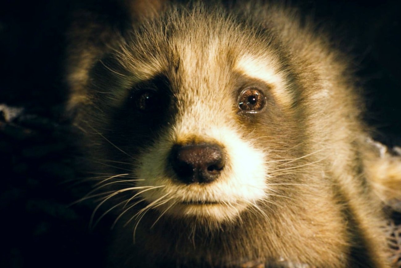 Mały Rocket w filmie "Strażnicy Galaktyki 3"