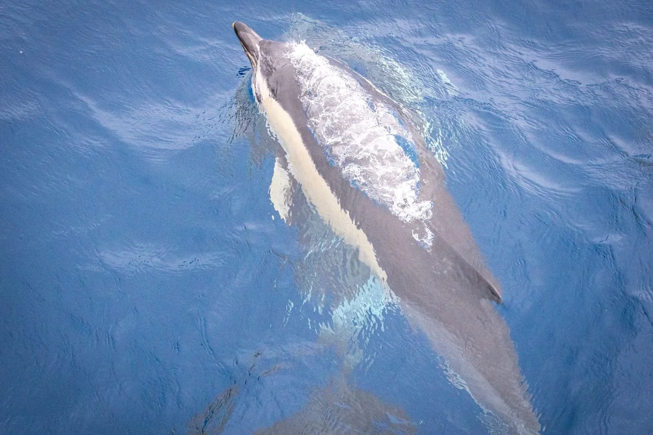 Delfin