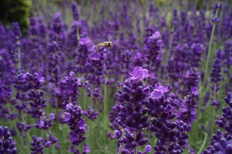 Lawenda ma wiele zalet. Jedną z nich jest bogaty smak. Znany choćby z mieszanki tzw. ziół prowansalskich, czy miodów