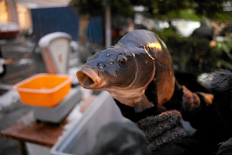 Ekolożka zachęca do zapoznania się z bogatą osobowością karpia. "Ma osobowość dominującą, na własne nieszczęście"