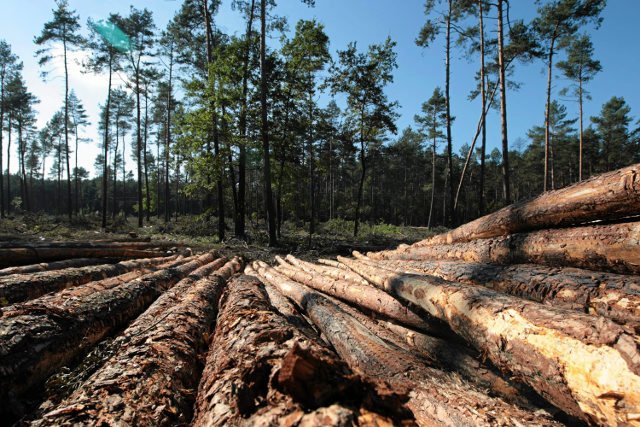 Naukowcy protestują między innymi przeciwko wycince drzew w Puszczy Białowieskiej