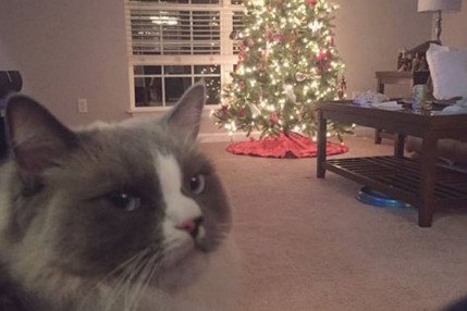 Stanął w salonie i budzi nadmierne zaangażowanie człowieków. Trzeba się z nim rozprawić.