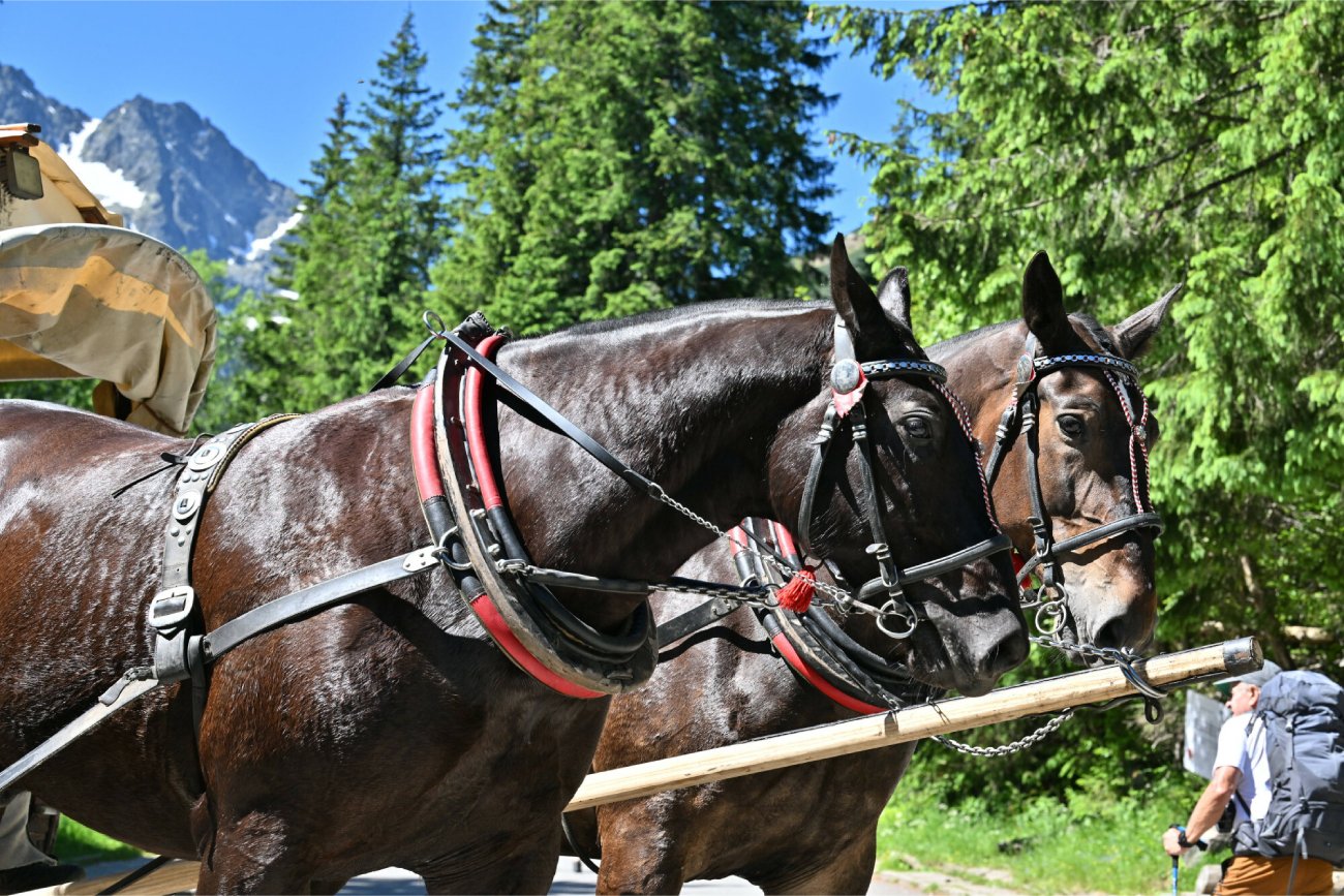 Niewidomy koń na trasie do Morskiego Oka. Sprzeciw fundacji Viva!