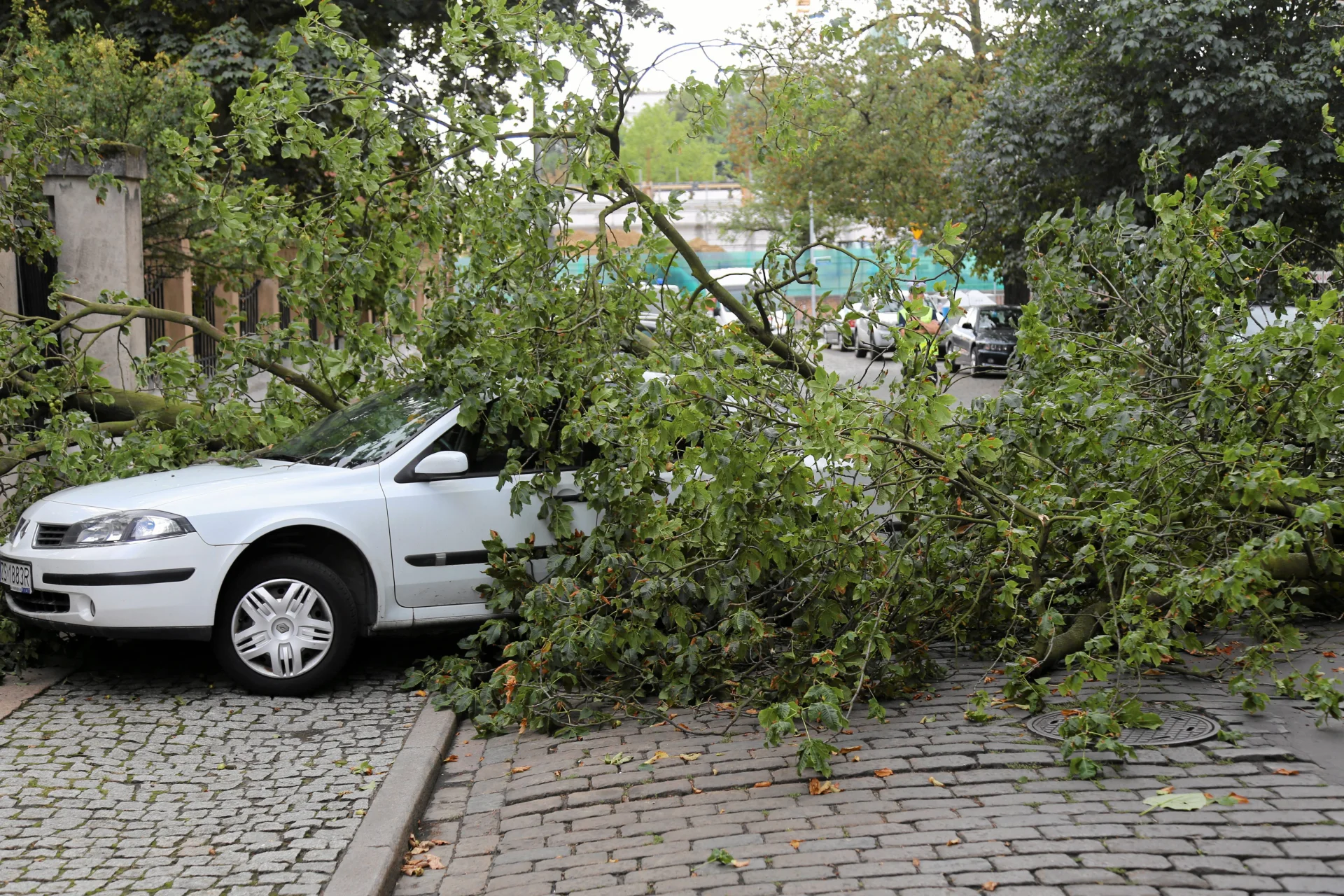 Silny wiatr przewraca drzewa w całej Polsce. Na Pomorzu w ten sposób doszło do tragedii