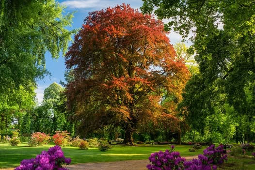Trwa walka o Europejskie Drzewo Roku. W grze są polski buk i hiszpańska sosna.