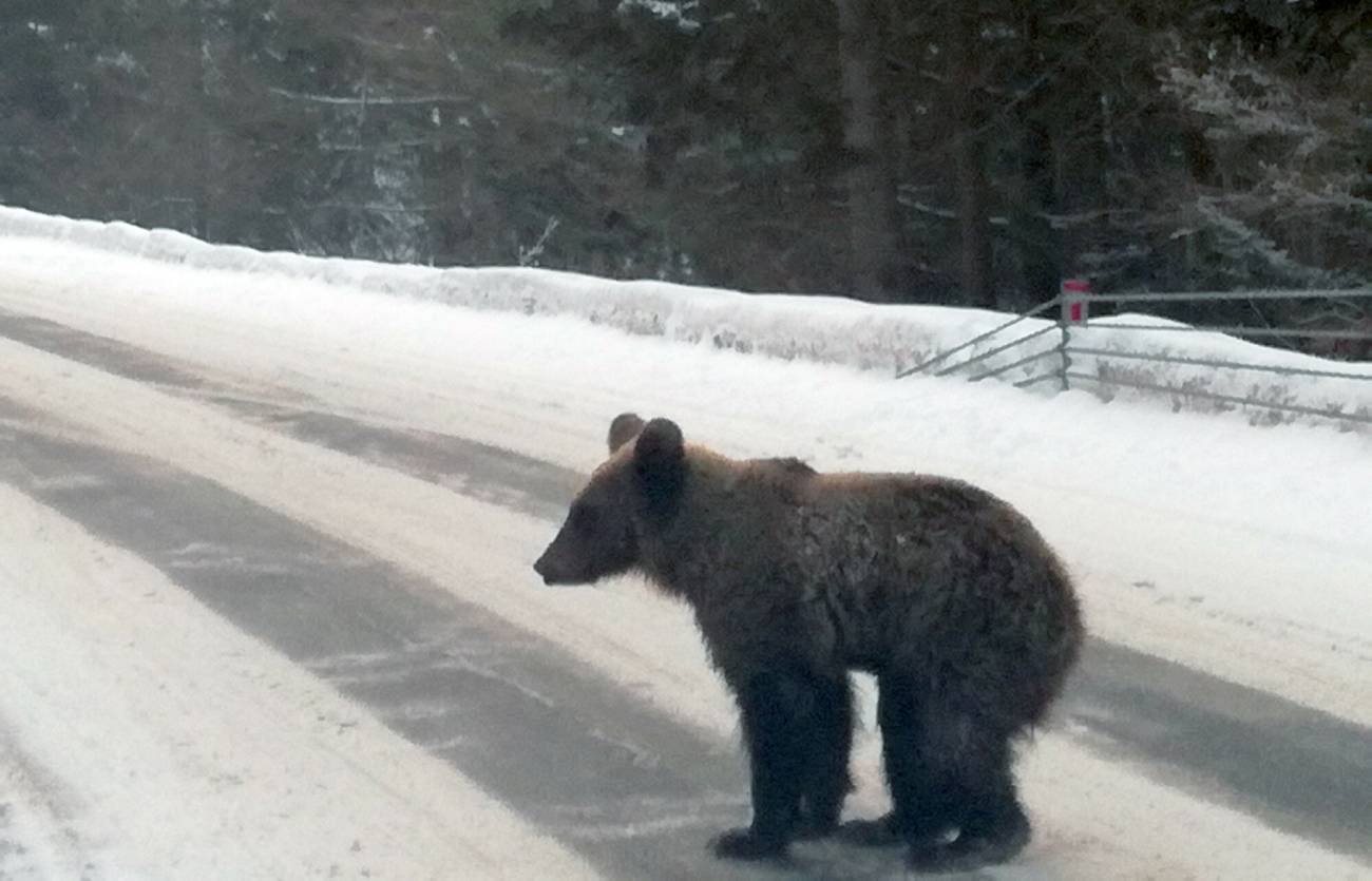 Atak niedźwiedzia w Bieszczadach. Turystkę uratował plecak