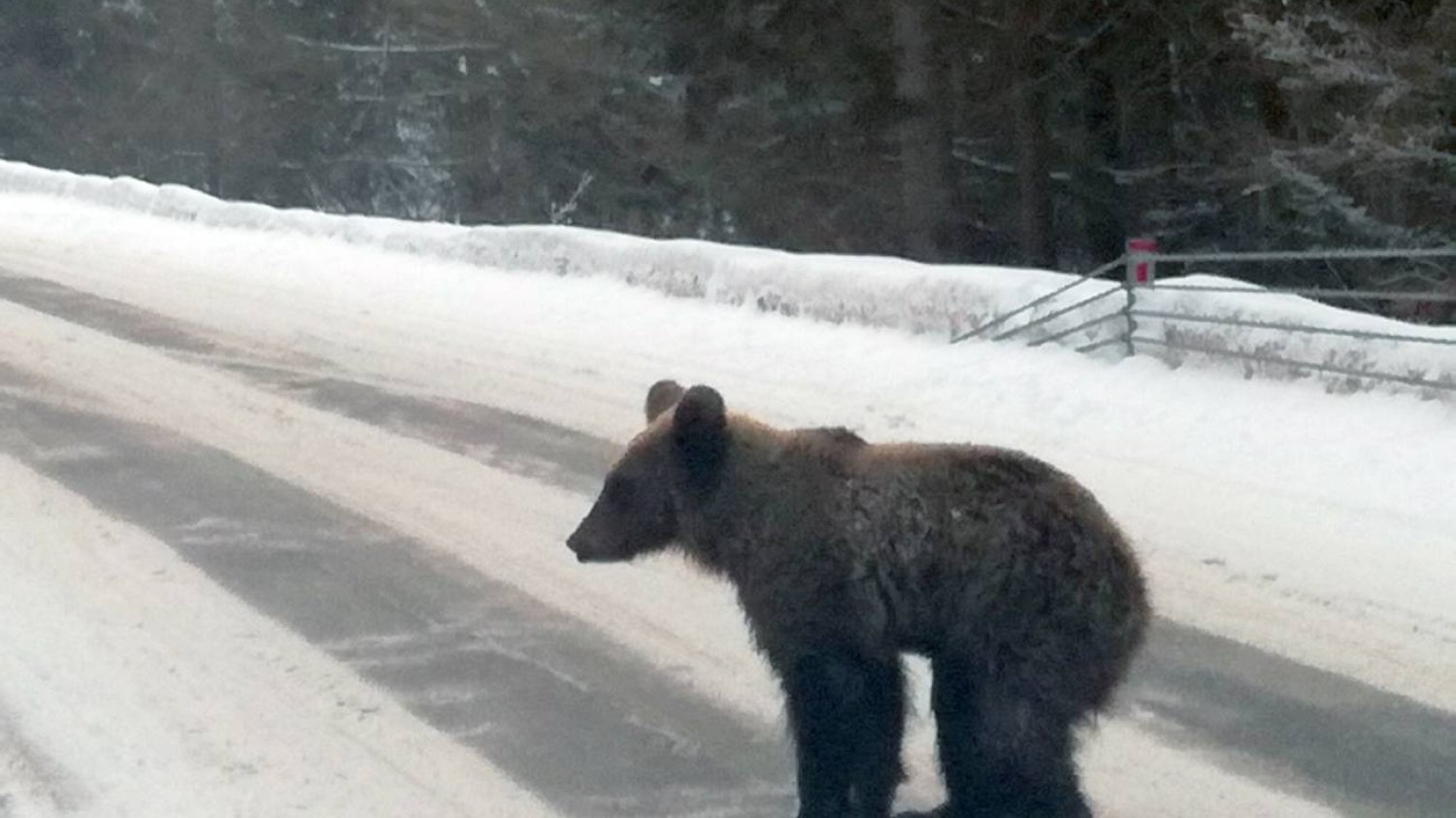 Atak niedźwiedzia w Bieszczadach. Turystkę uratował plecak