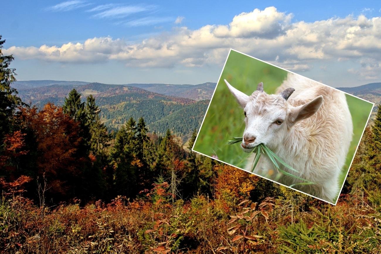 Koza zaatakowała w Pieninach dwie turystki