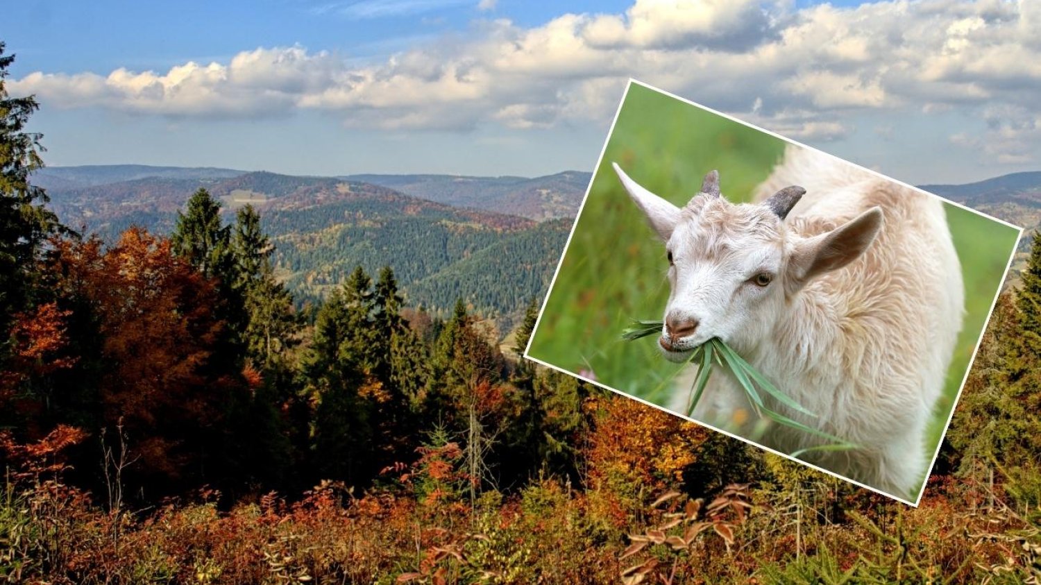 Koza zaatakowała w Pieninach dwie turystki