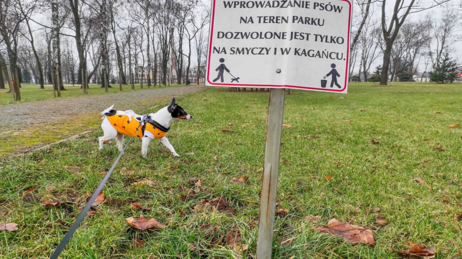 Pies na smyczy w parku obok tabliczki z informacjami dla właścicieli czworonogów Pies na smyczy w parku obok tabliczki z informacjami dla właścicieli czworonogów