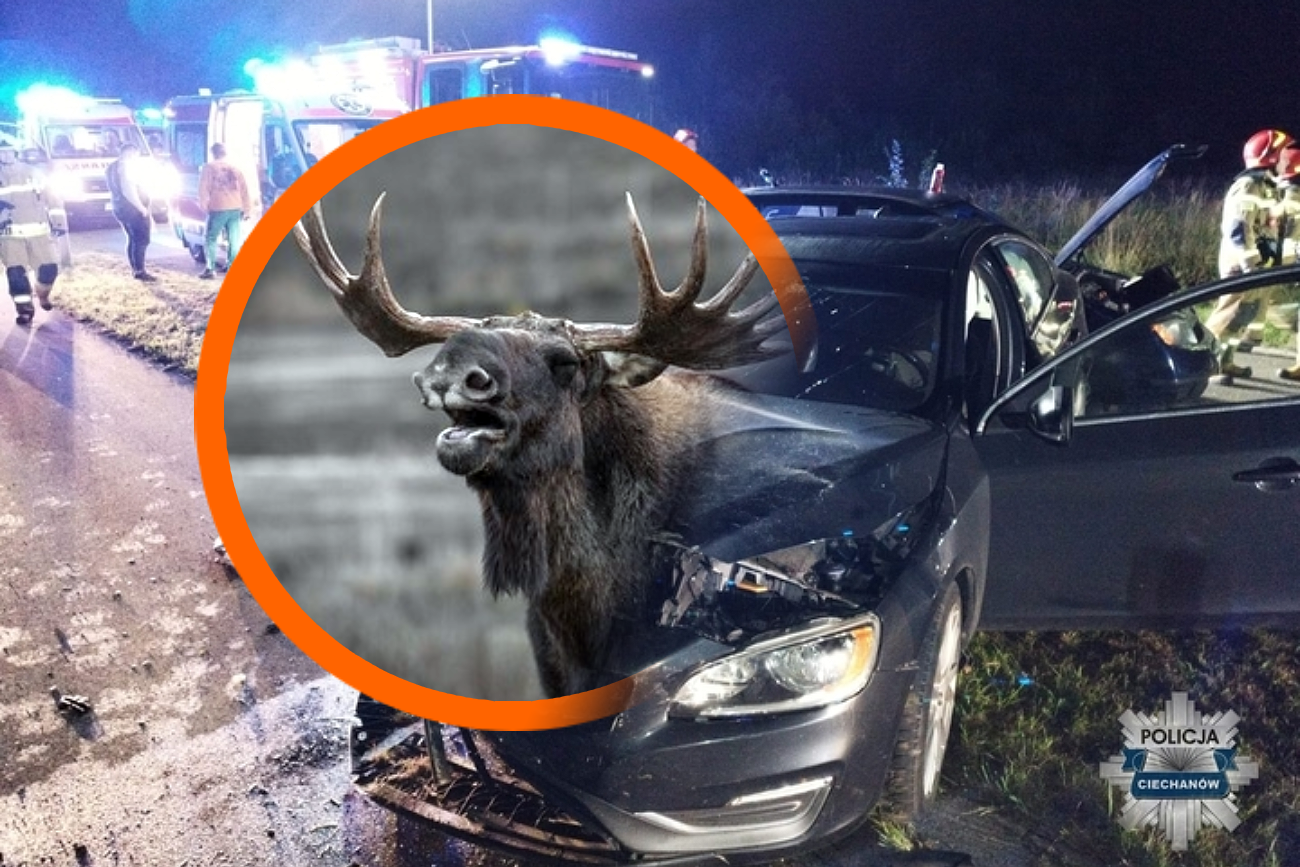 Uwaga, łosie w miłosnym szale! Nietypowe zagrożenie dla kierowców