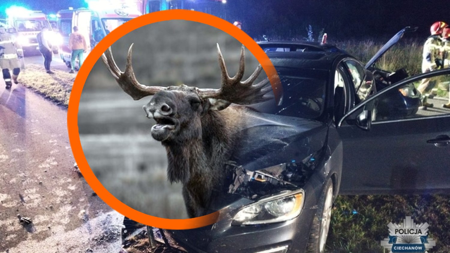 Uwaga, łosie w miłosnym szale! Nietypowe zagrożenie dla kierowców