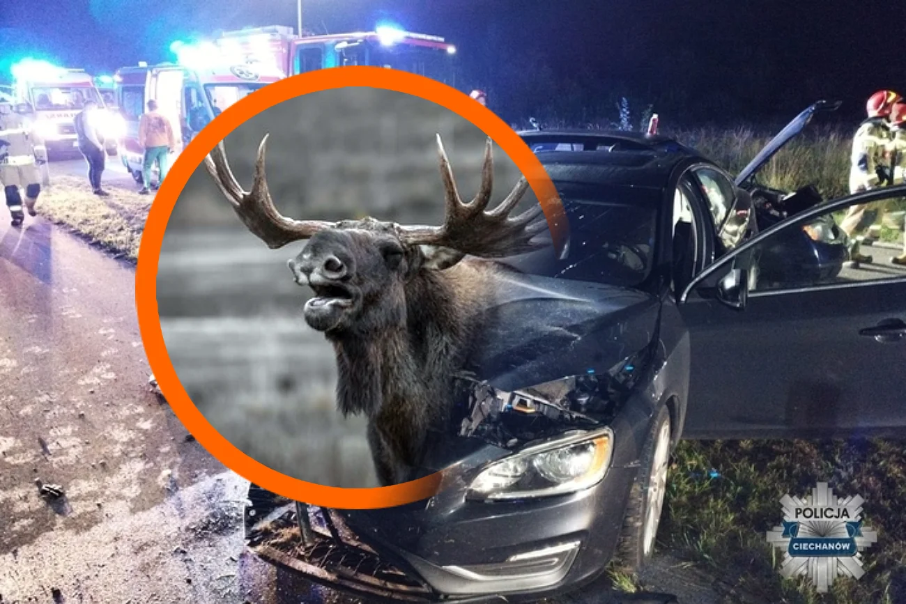 Uwaga, łosie w miłosnym szale! Nietypowe zagrożenie dla kierowców