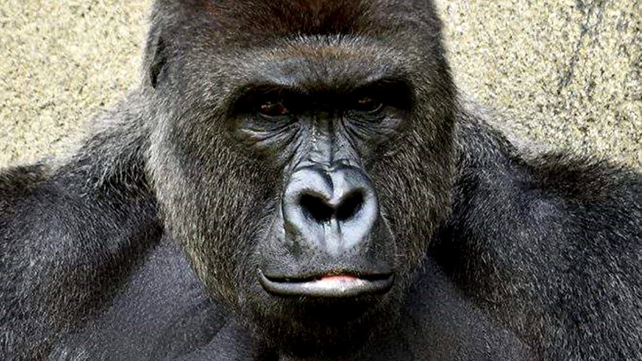 Harambe
