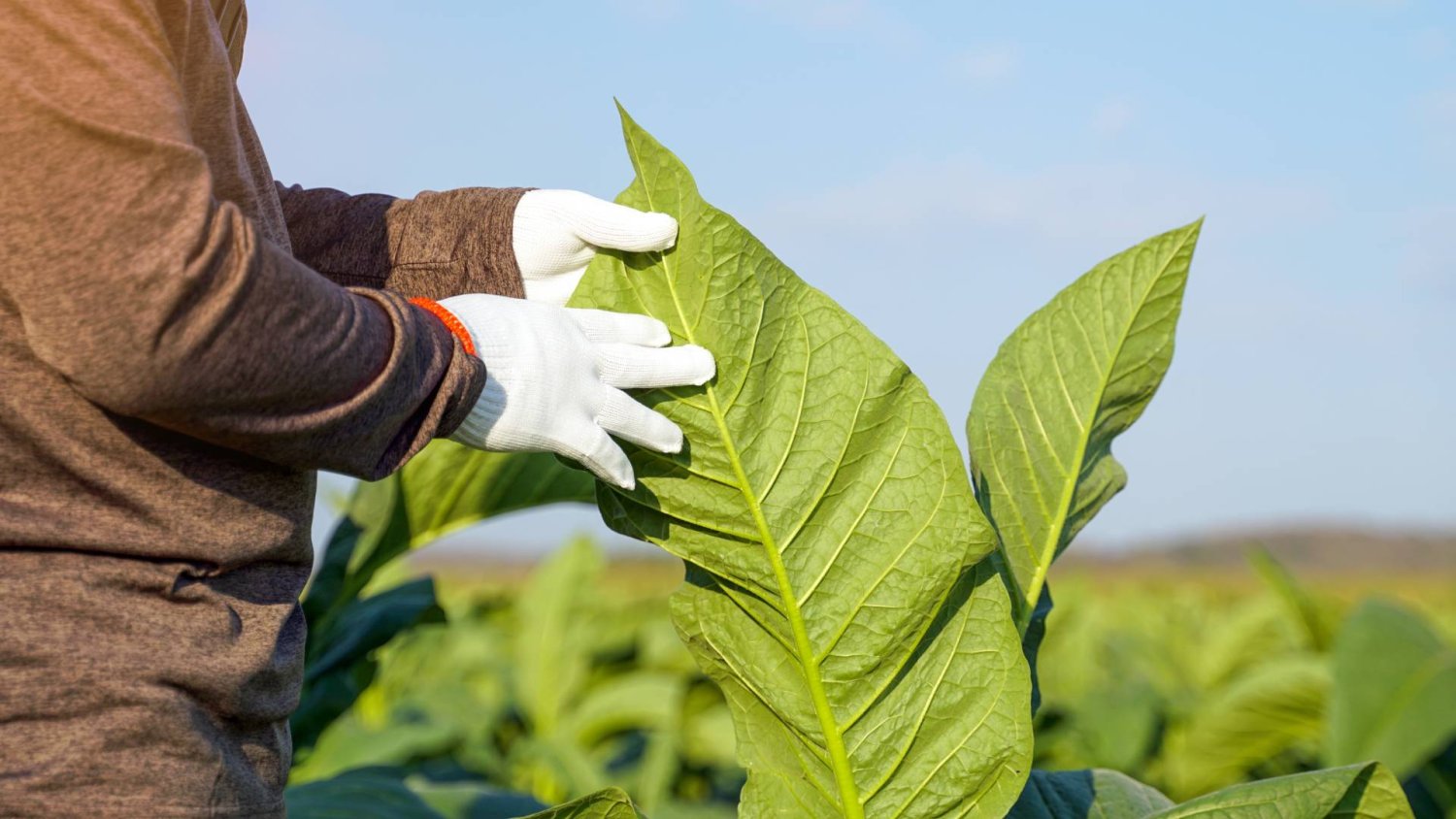 Umowa z Mercosur i 8 mld poza budżetem. Kto broni polskich rolników?
