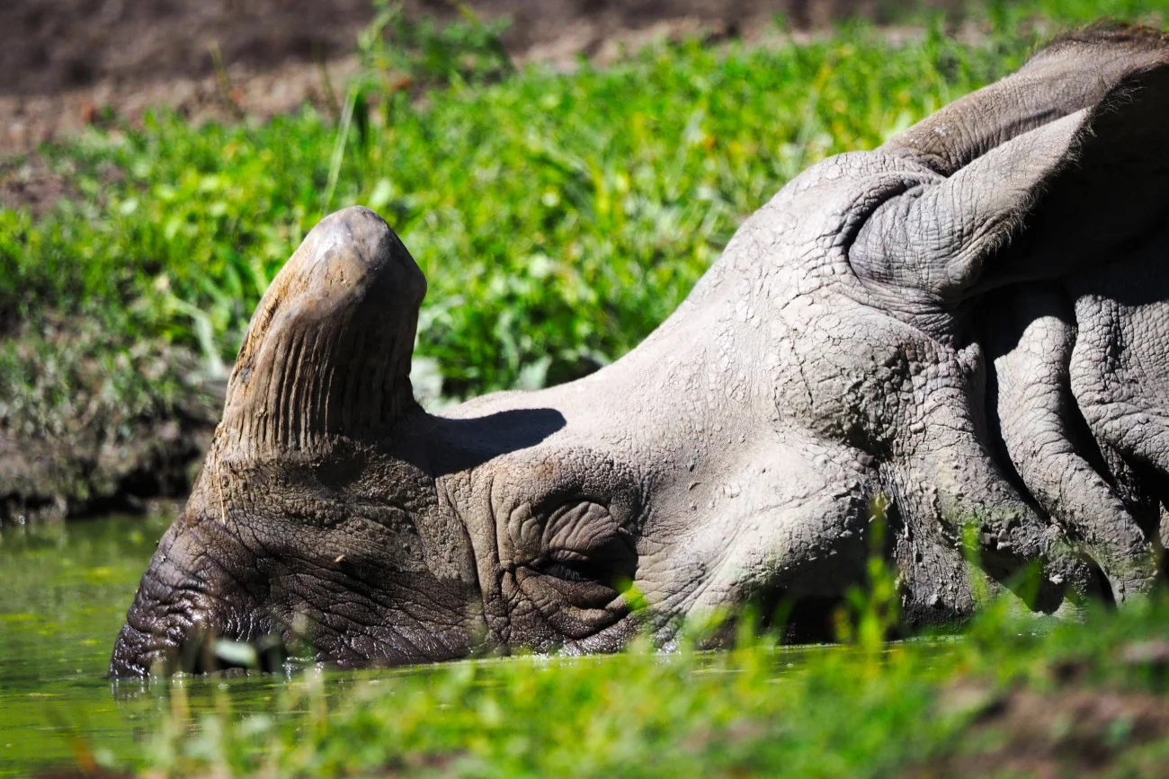 W Warszawskim ZOO pojawiła się nowa lokatorka.