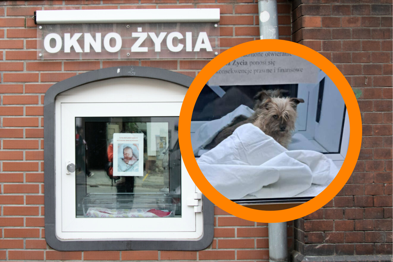 Pies w oknie życia we Wrocławiu. Mały piesek trafił do schroniska.