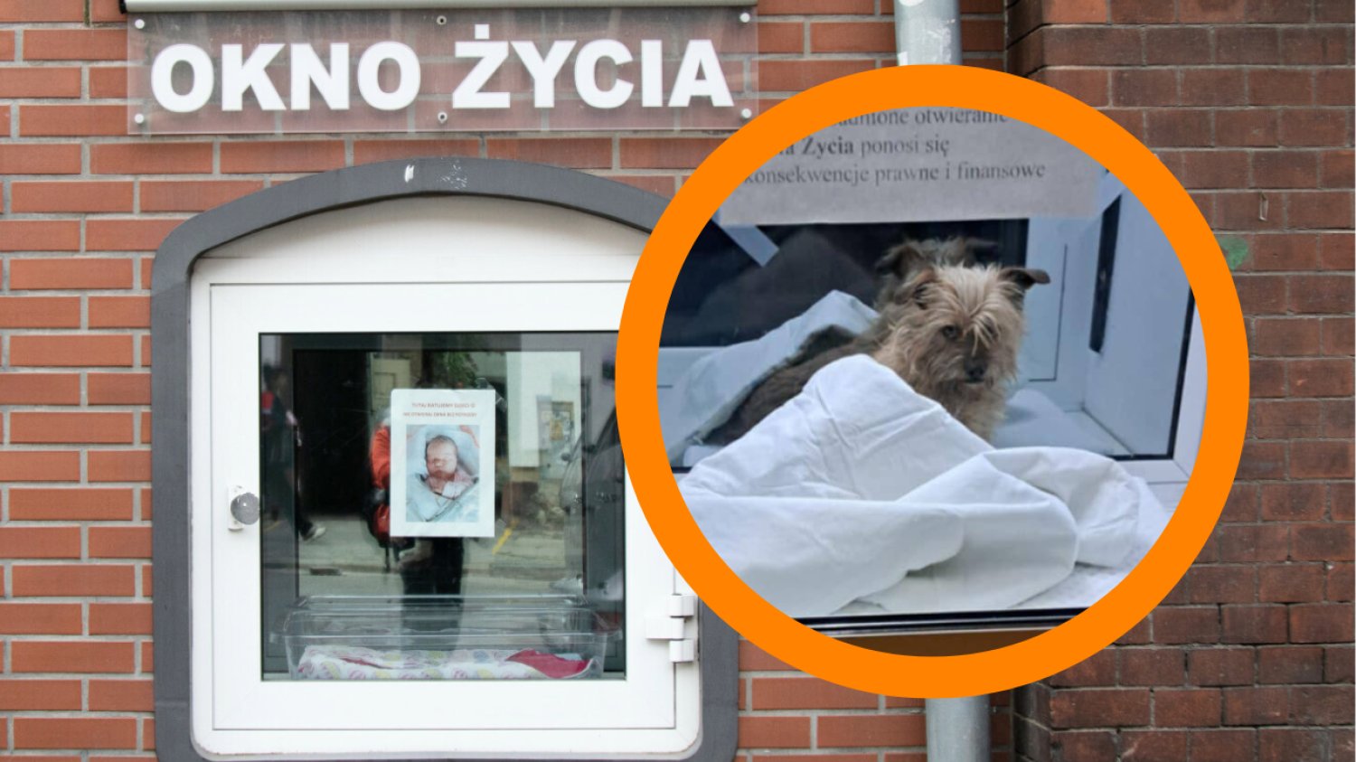 Pies w oknie życia we Wrocławiu. Mały piesek trafił do schroniska.