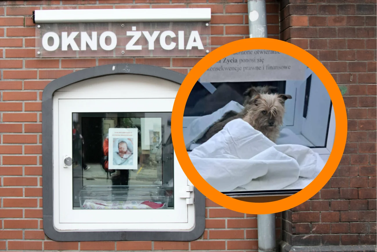 Pies w oknie życia we Wrocławiu. Mały piesek trafił do schroniska.