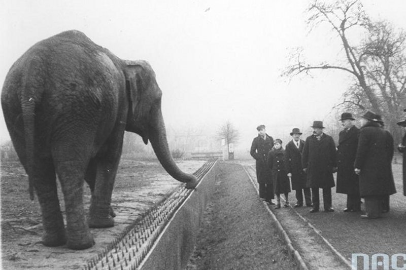 Akcja filmu toczy się w przedwojennym warszawskim ogrodzie zoologicznym.