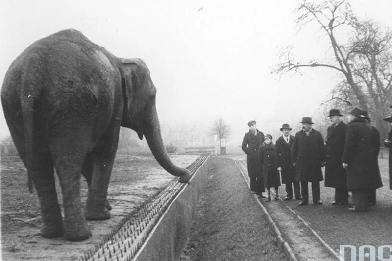 Akcja filmu toczy się w przedwojennym warszawskim ogrodzie zoologicznym.