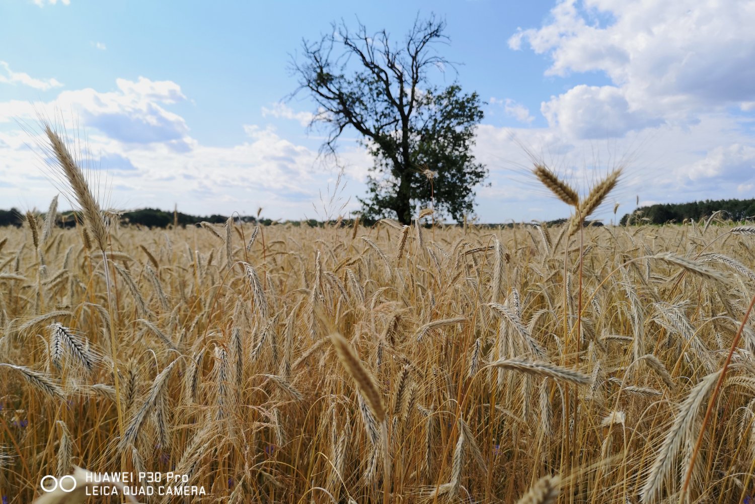 Zdjęcie wykonane smartfonem Huawei P30 Pro.