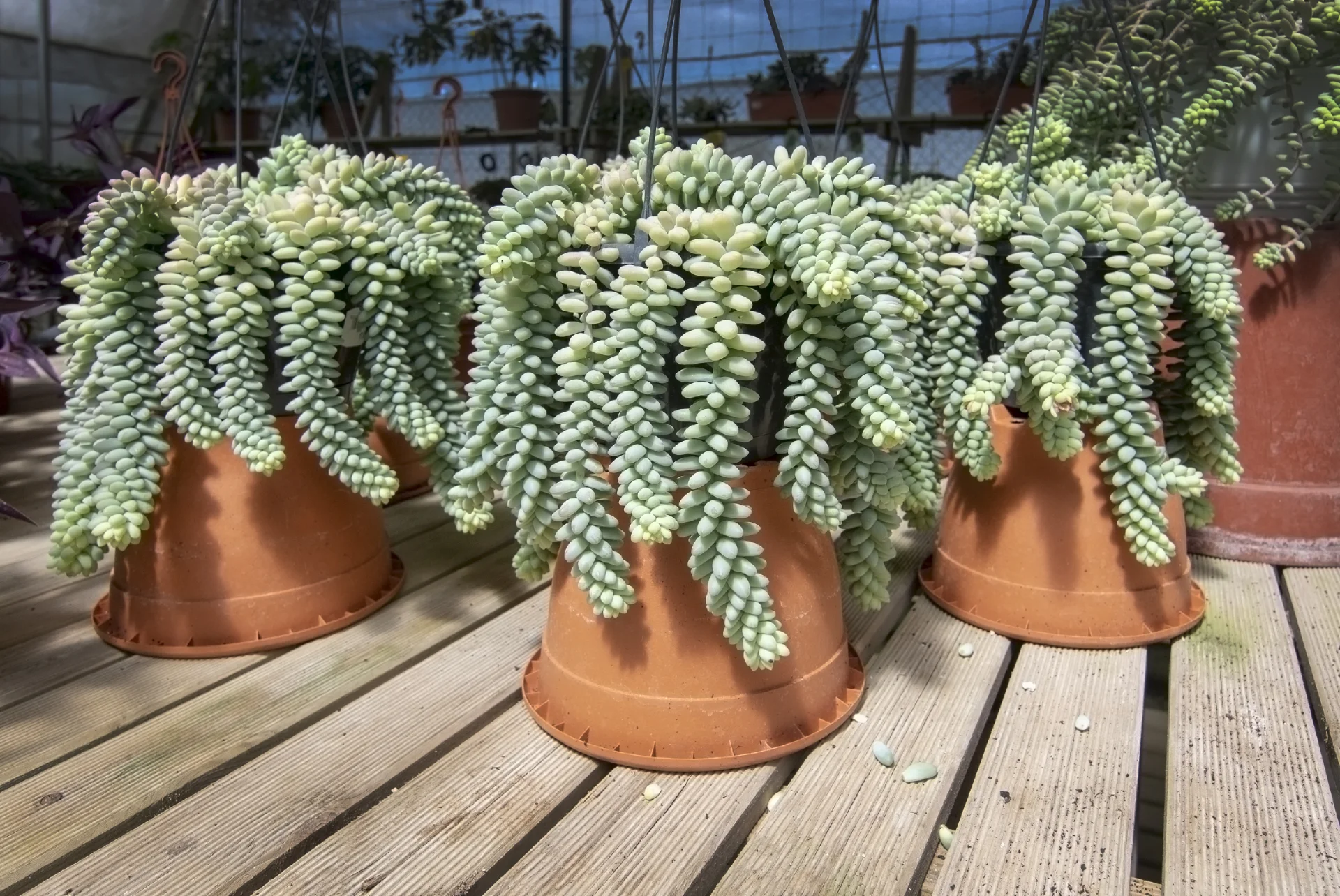 Sedum burrito