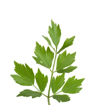 lubczyk