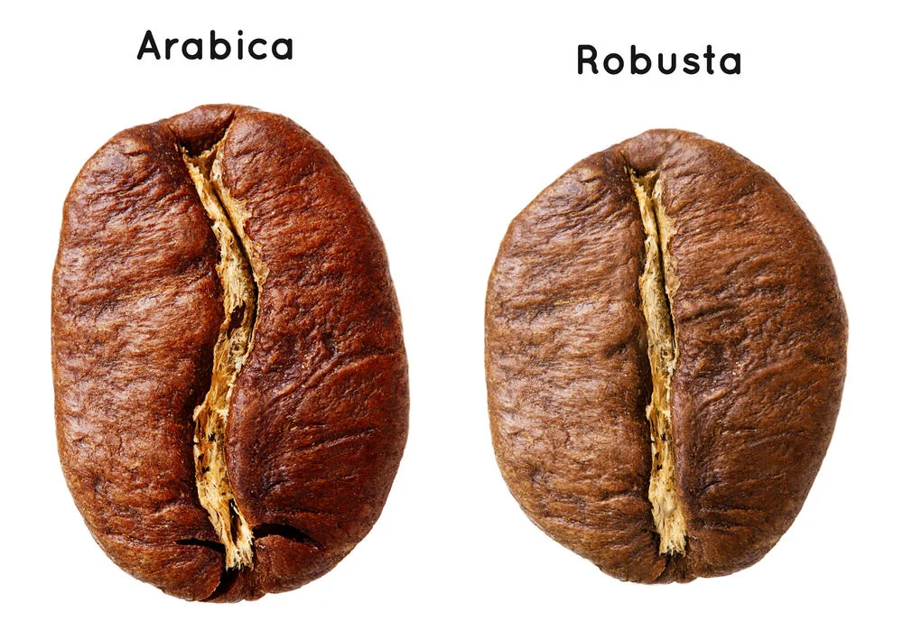 Robusta rośnie m.in. w Kamerunie, Ugandzie i Wietnamie. Arabika, bardziej wymagająca, rośnie dziko w Etiopii, uprawiana jest w Brazylii, Kolumbii, Indiach, a także Jawie, Sumatrze i na Karaibach.
