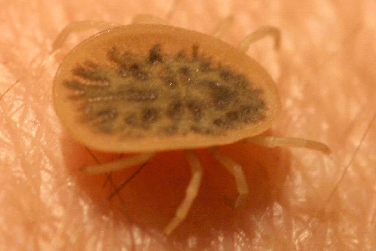 Obrzeżek gołębi (kleszcze gołębie, ptasie).