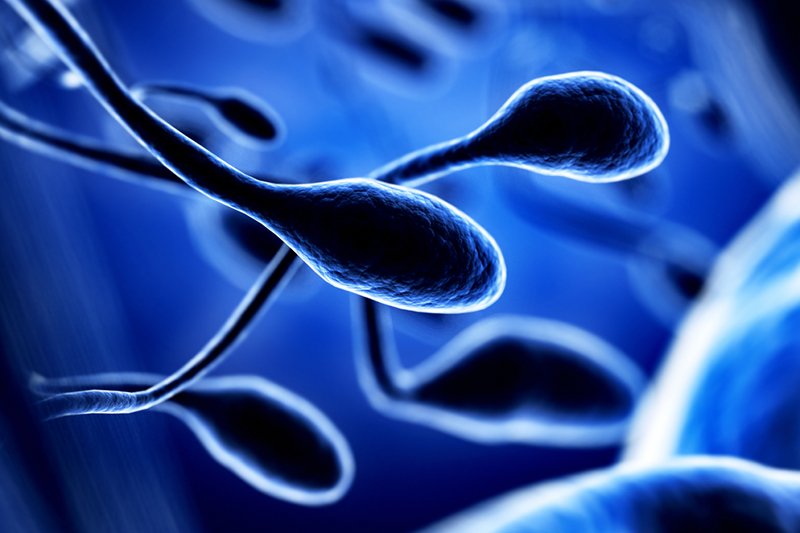 Plemniki są zagrożone?