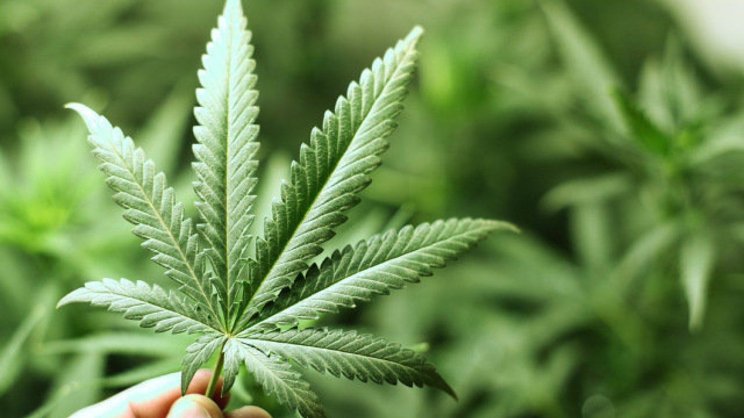 Sondaż pokazuje, że 68 proc. Polaków jest "za" legalizacją marihuany w celach medycznych.