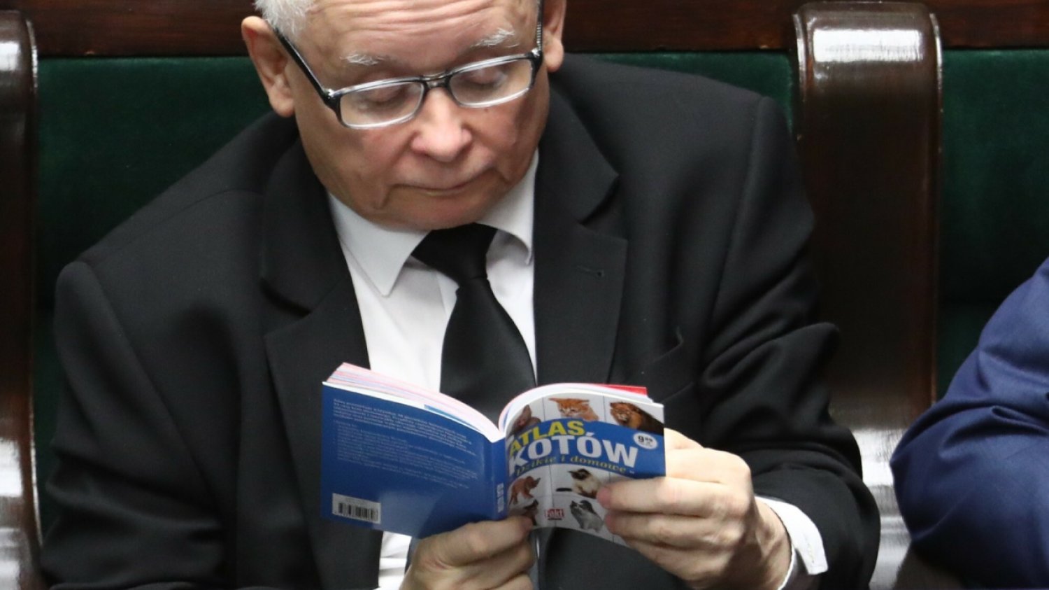 Koty Jarosława Kaczyńskiego. To z nimi mieszka prezes PiS. Wszystkie koty Jarosława Kaczyńskiego. Oto najwierniejsi przyjaciele prezesa PiS.