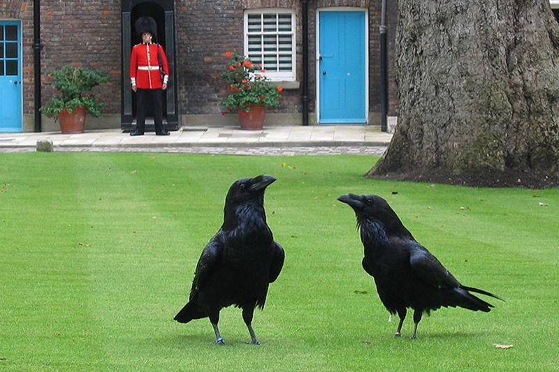 Wystarczyło, by dwa kruki zginęły, a poddani zaczęli obawiać się o losy brytyjskiej monarchii