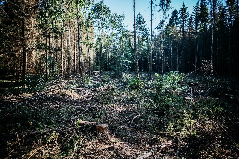 Wycinka w Puszczy Białowieskiej to problem dla wielu firm, które zostały w tę awanturę wciągnięte wbrew własnej woli.