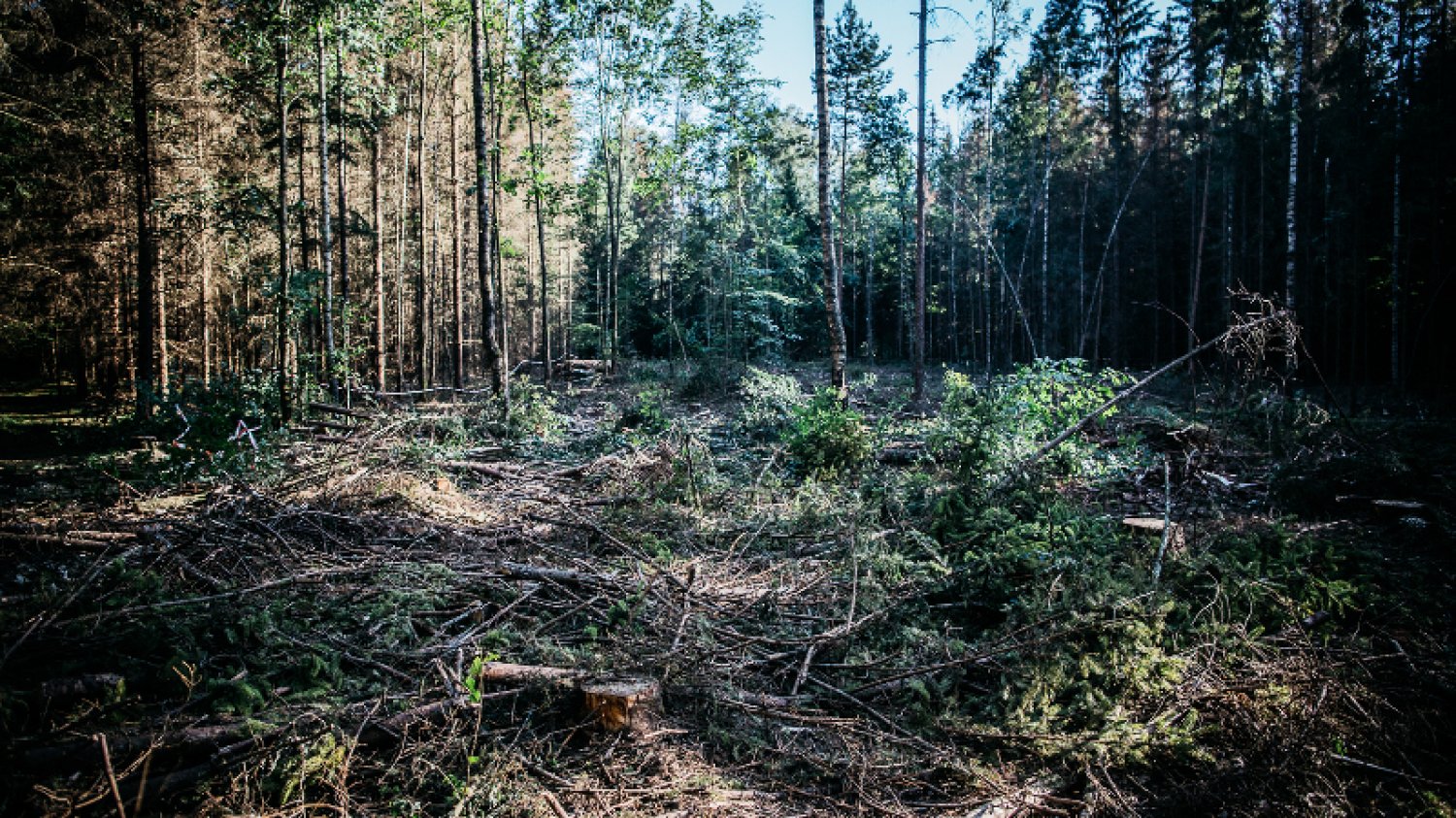Wycinka w Puszczy Białowieskiej to problem dla wielu firm, które zostały w tę awanturę wciągnięte wbrew własnej woli.