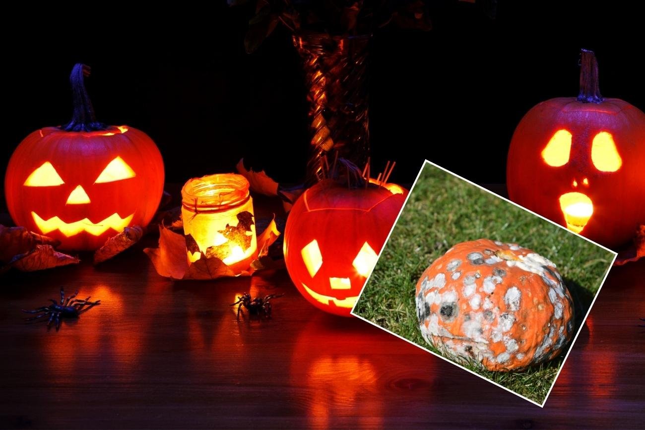 Czy można wyrzucić dynię do lasu? Odpowiedź leśników nie pozostawia złudzeń