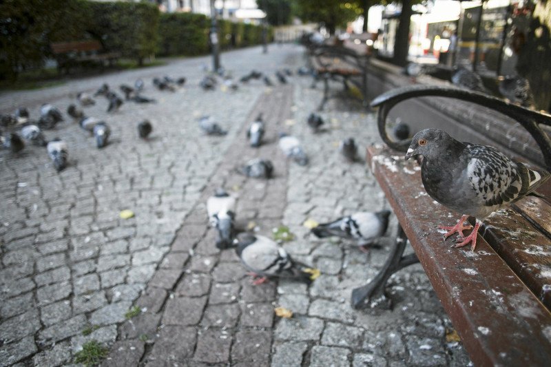 Gdy gołębie brudzą, że żyć się nie da. Wiele miast ma ten problem.