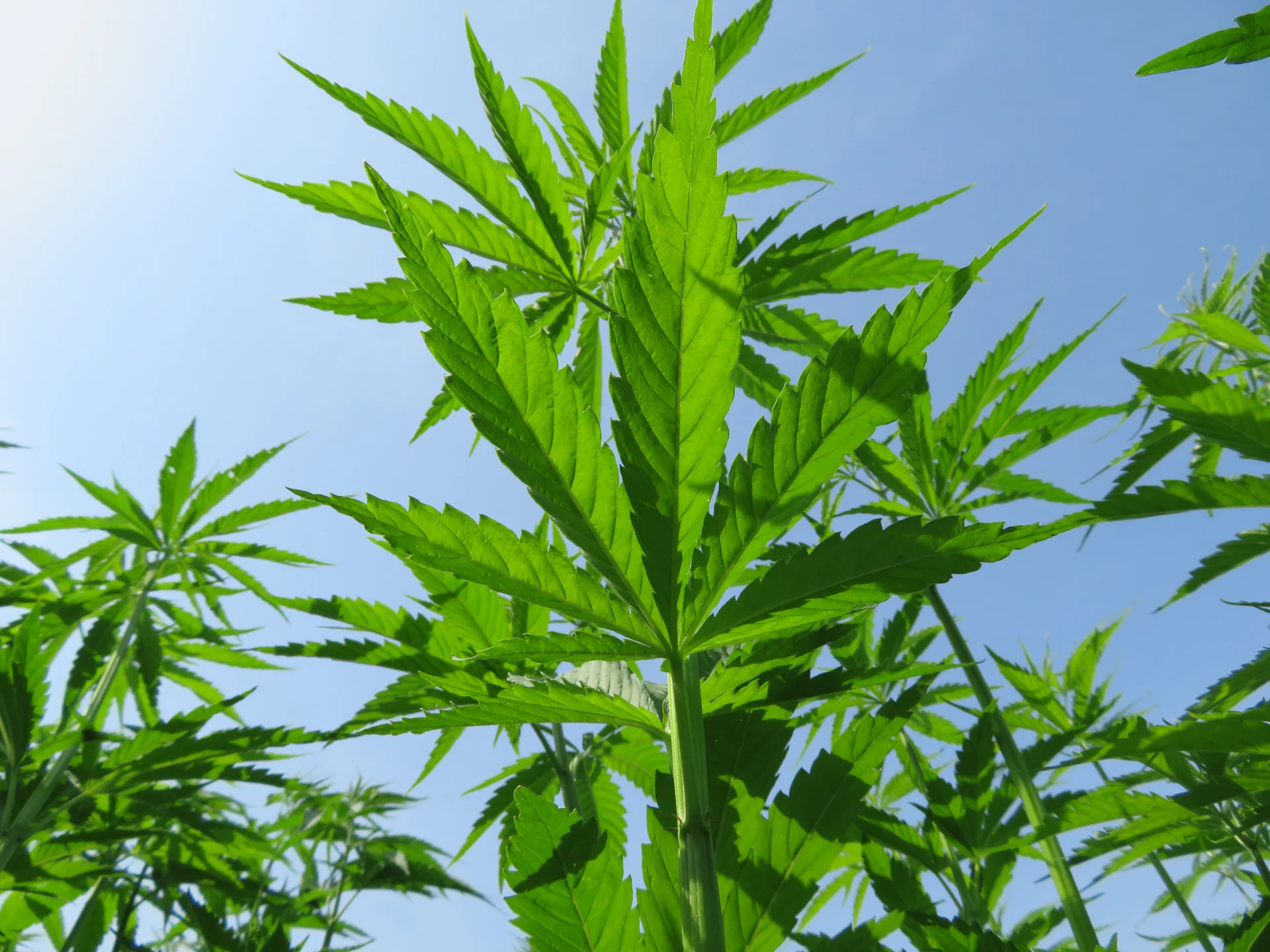 Cannabis Sativa L.