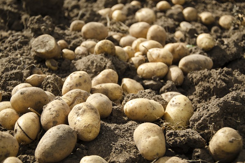 [url=http://shutr.bz/1hKplEh]Ziemniaki dwa razy droższe niż przed rokiem, a ceny będą dalej rosły. Nadal zjemy 95 kg na osobę?[/url]