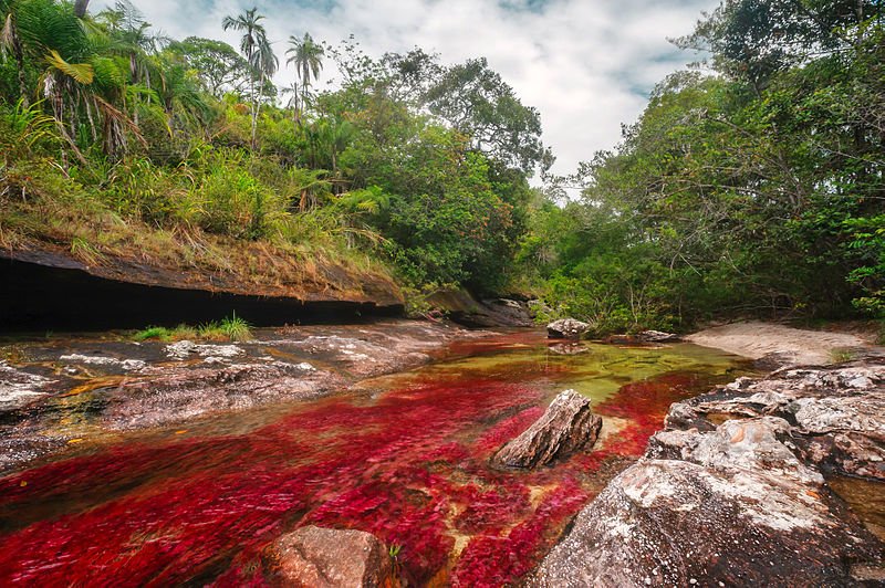 [url=http://commons.wikimedia.org] Caño Cristales uważana jest za najpiękniejszą rzekę na świecie[/url]