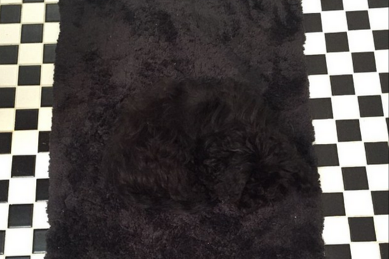 Dywan czy coś więcej?