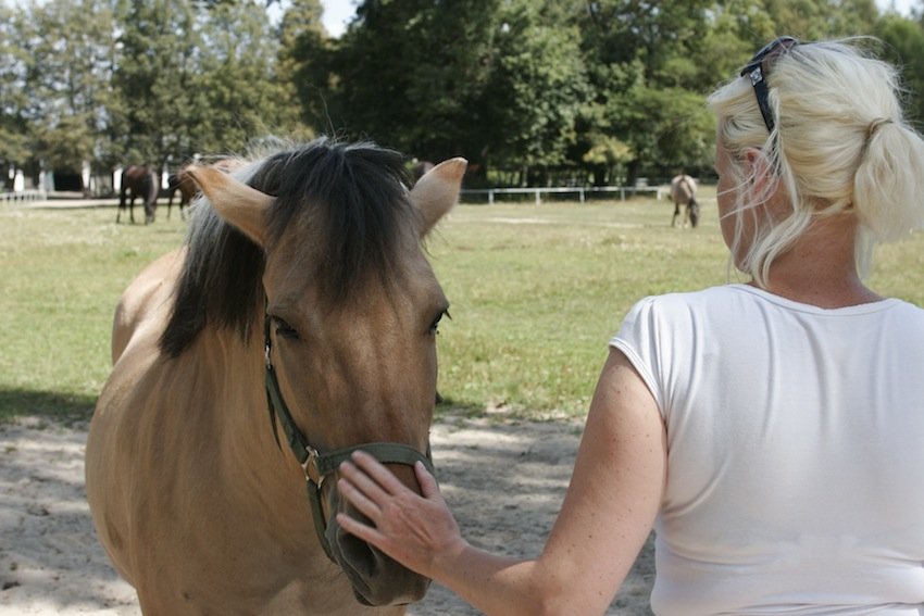 Stadnina Koni Arabskich w Janowie Podlaskim. Największe gwiazdy przyjeżdżają tu, by za setki tysięcy euro kupić wspaniałe konie. Głaskanie jest za darmo...