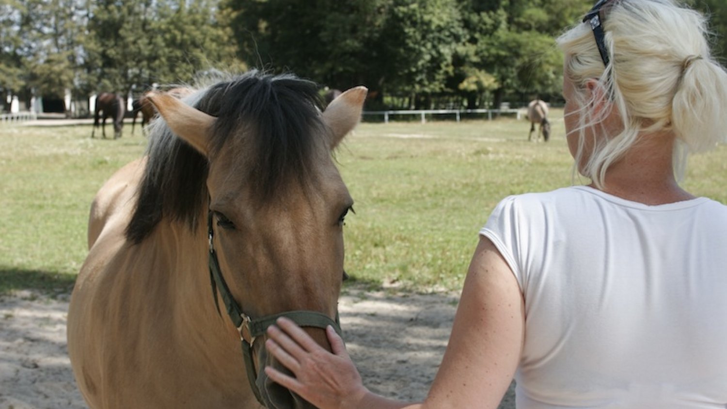 Stadnina Koni Arabskich w Janowie Podlaskim. Największe gwiazdy przyjeżdżają tu, by za setki tysięcy euro kupić wspaniałe konie. Głaskanie jest za darmo...