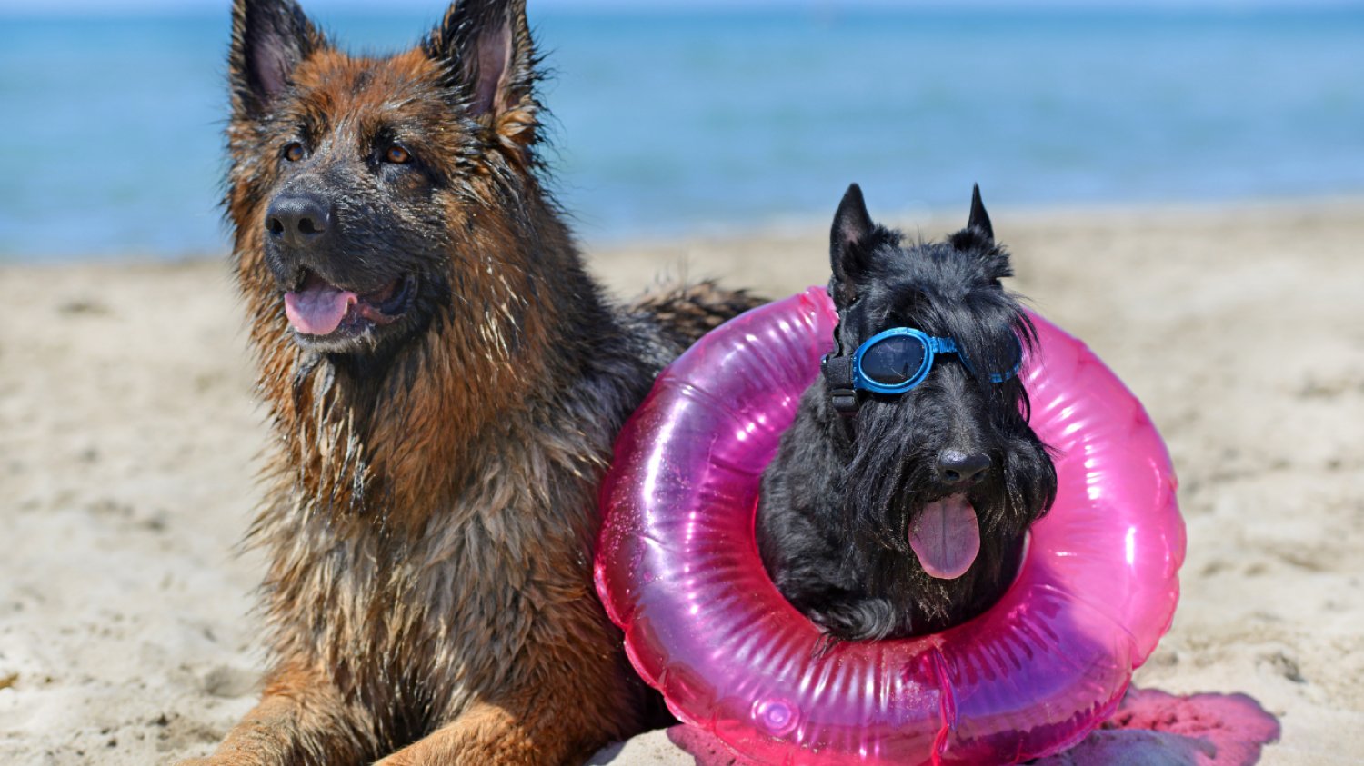 Kosmetyczka psa na wyjazd Dwa psy siedzące na plaży