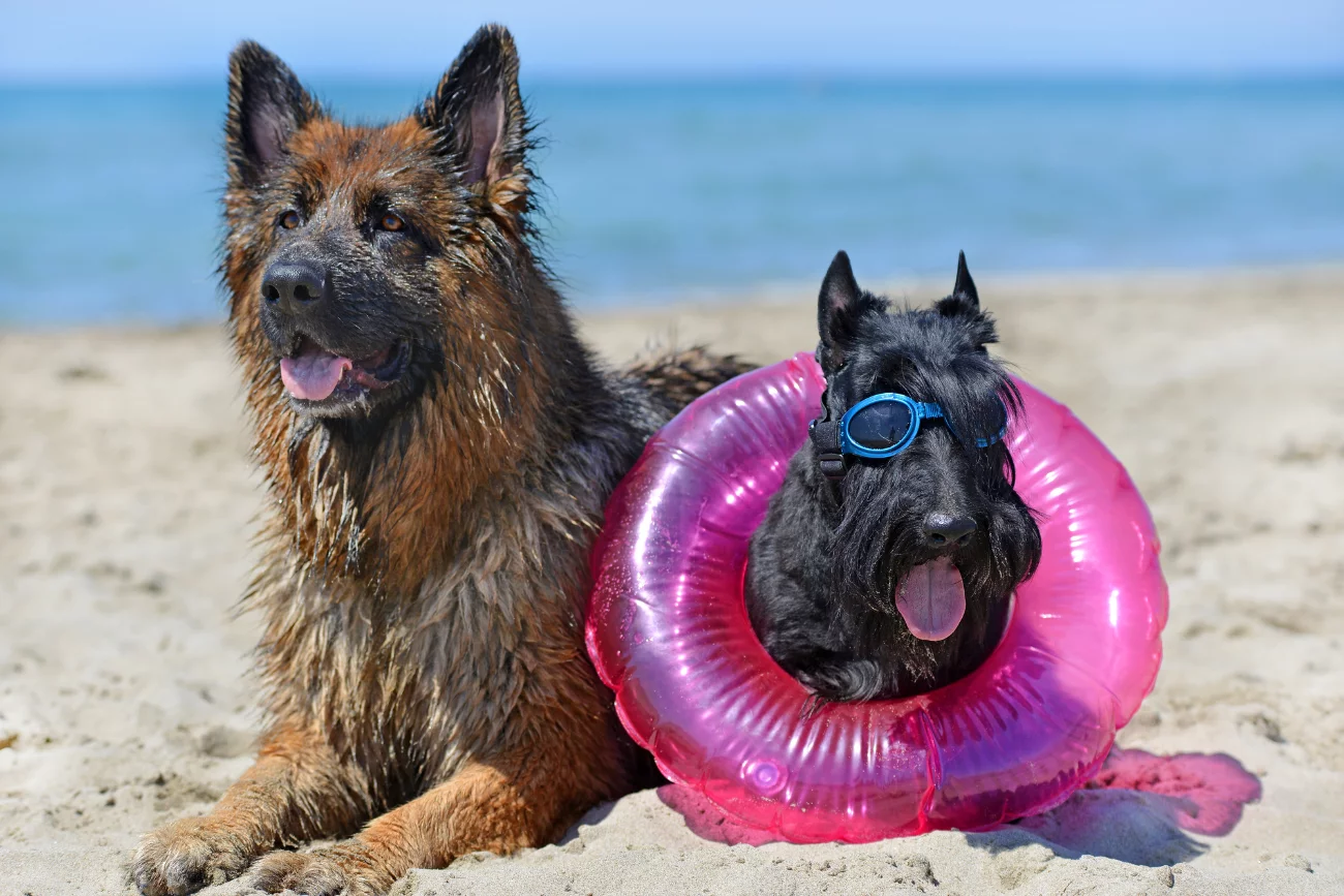 Kosmetyczka psa na wyjazd Dwa psy siedzące na plaży