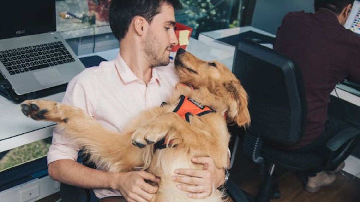 Golden retriever boyfriend to facet, którego pragną dziewczyny